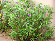 Ruellia Brittoniania
